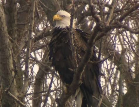 bald eagle nest toronto location|Bald eagle nest found in Toronto for 1st time in recorded history .